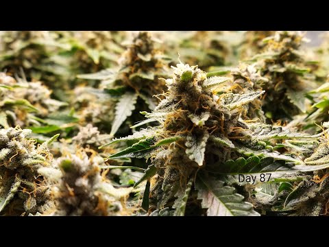 Get Marijuana On the internet United kingdom Buy Grass British