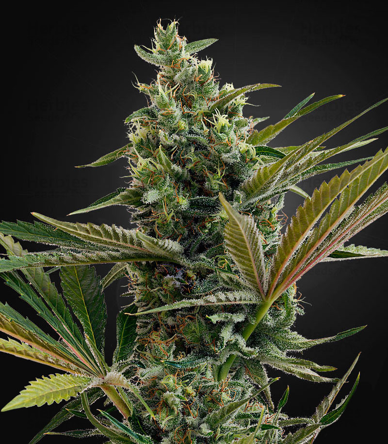 Greatest businesses in the Marijuana shop on the Trustpilot