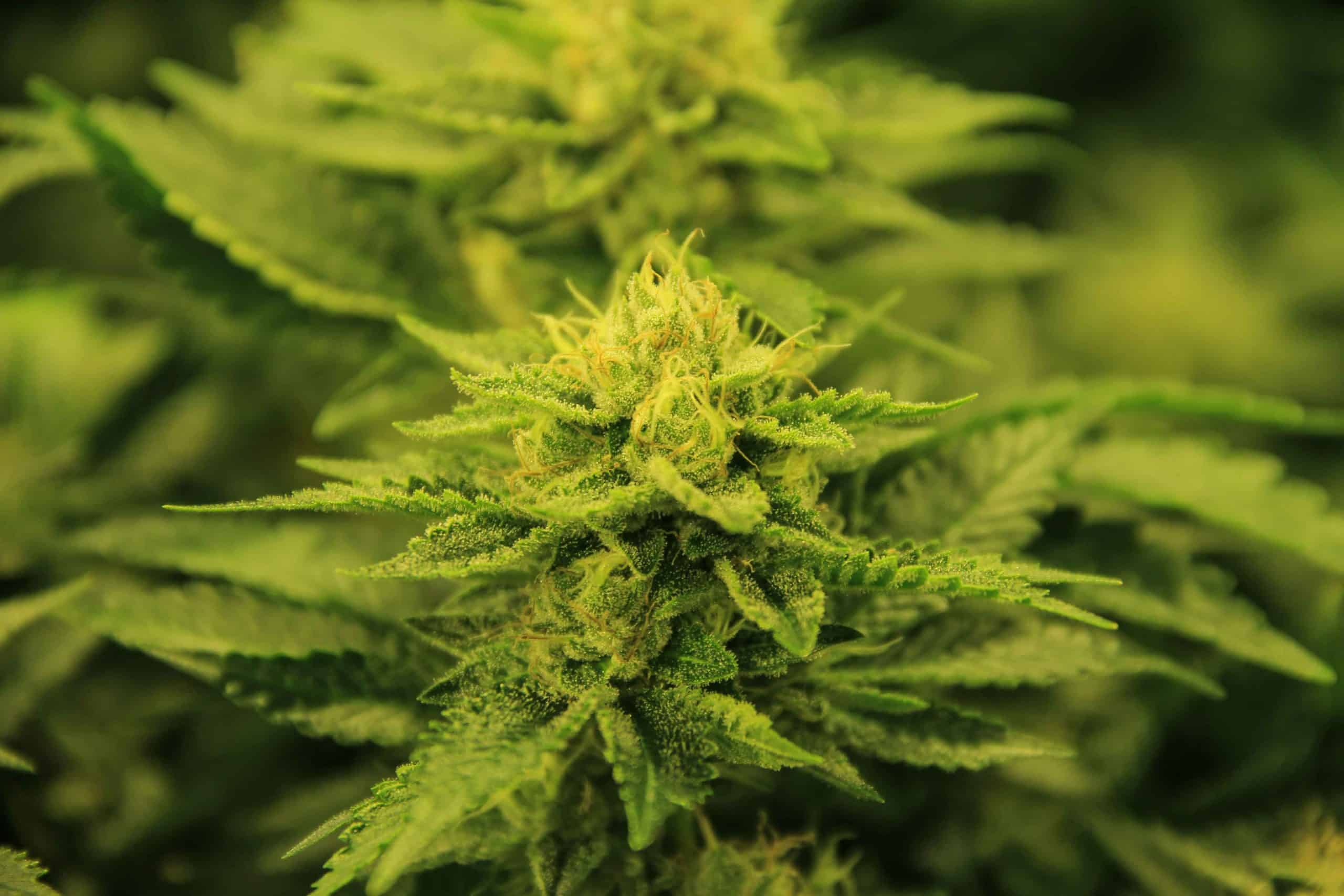 Greatest businesses in the Marijuana shop on the Trustpilot