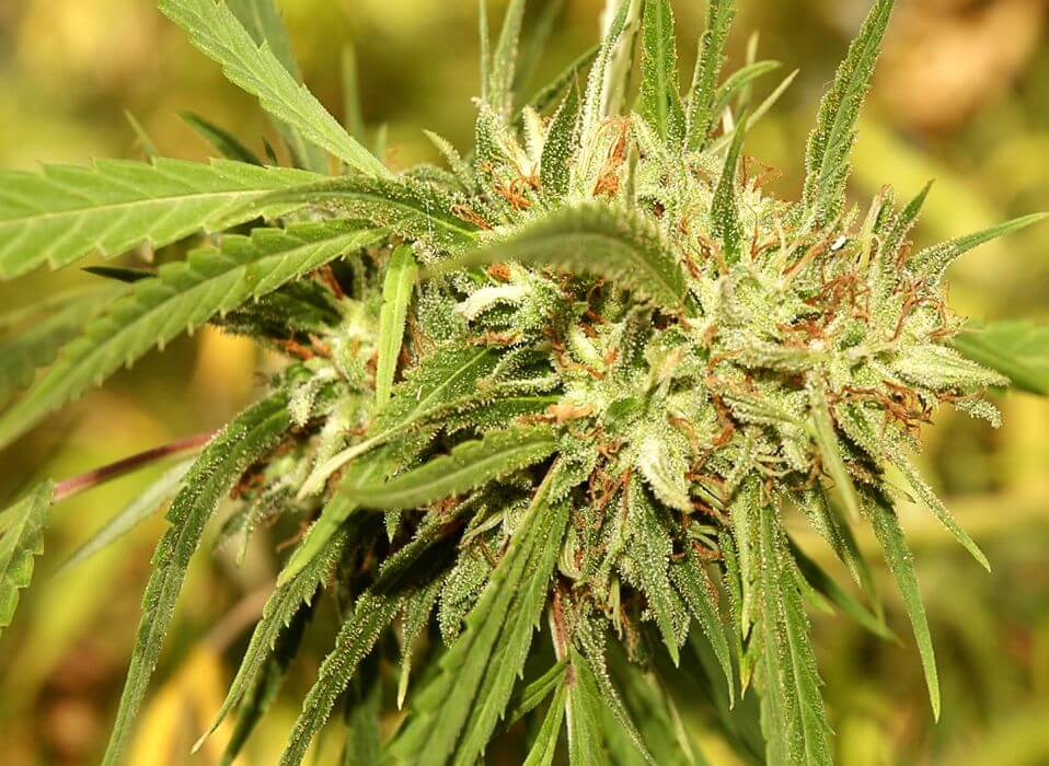 Get Marijuana On the internet United kingdom Buy Grass British