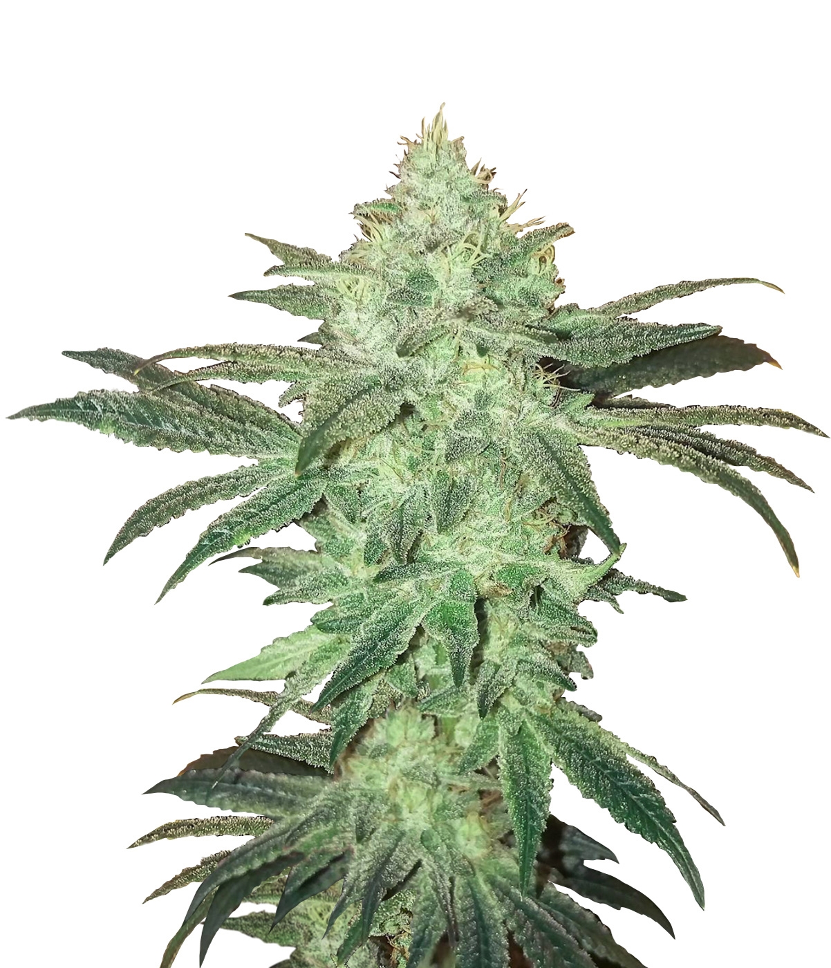 Tips purchase entertainment marijuana within the Missouri Kansas Urban area development and you may NPR